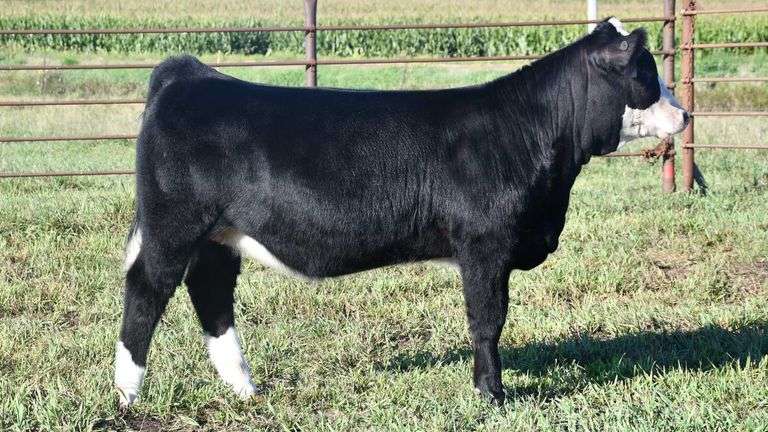 TAG 12 HEIFER