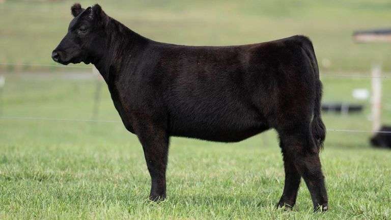 TAG 129 HEIFER