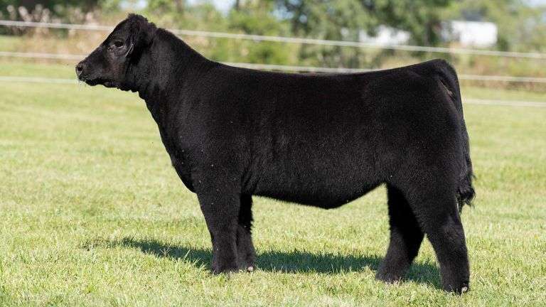 TAG 59 HEIFER
