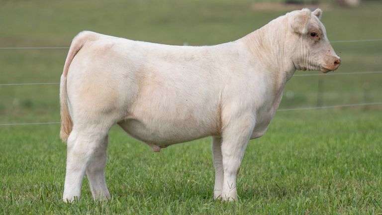TAG 116 STEER