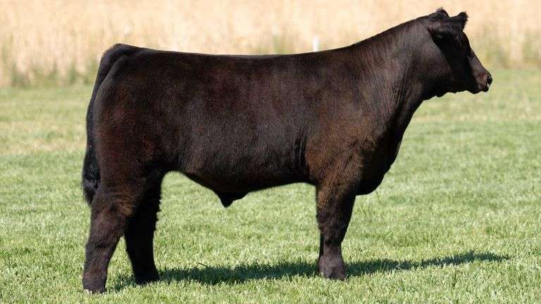 TAG 75 STEER