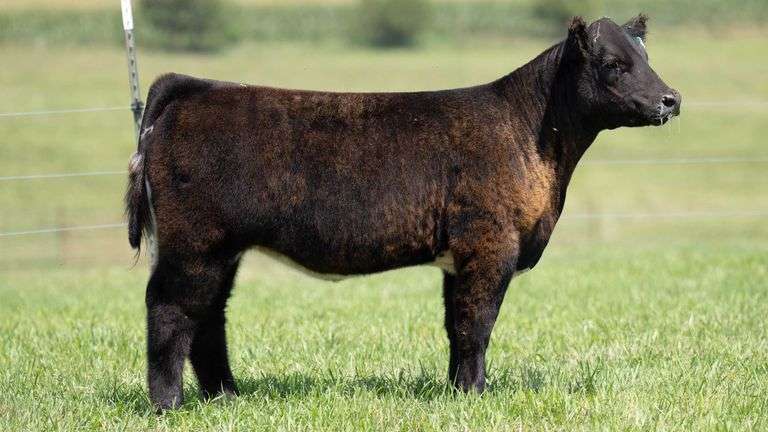 TAG 128 HEIFER
