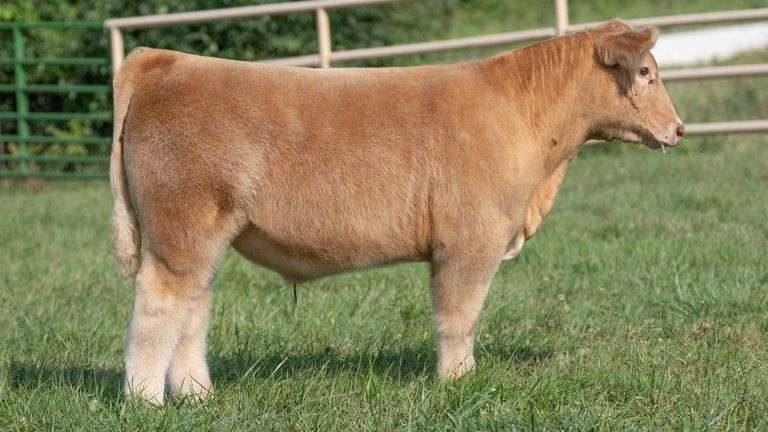 TAG 347 STEER