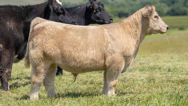 588 X IGWT EMBRYOS