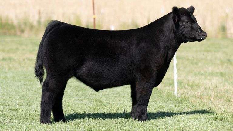 TAG 204 STEER