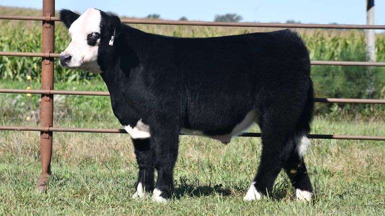 TAG 64 STEER