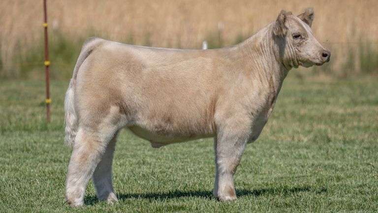 TAG 47 STEER