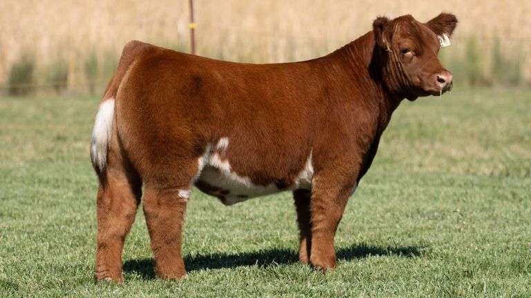 TAG 201 STEER