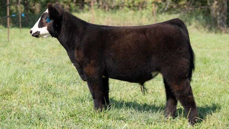 TAG 367 STEER