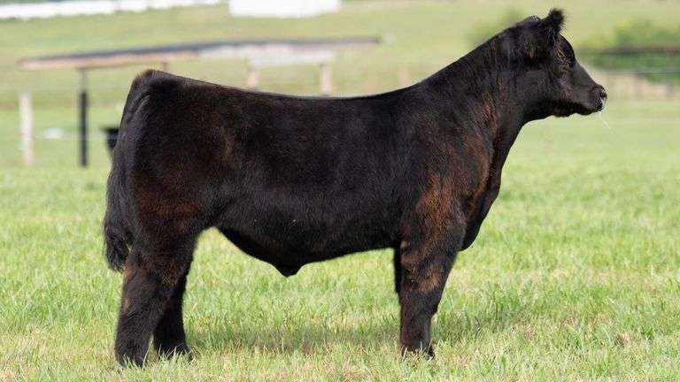 TAG 109 STEER
