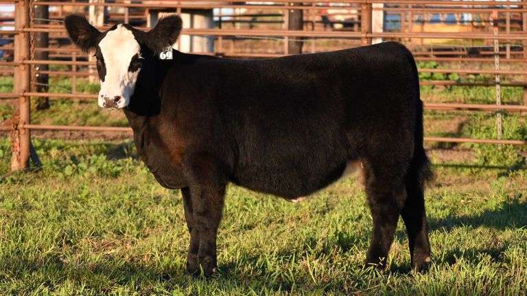 TAG 69 HEIFER