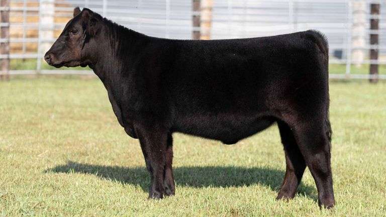 TAG 133 MAINETAINER HEIFER