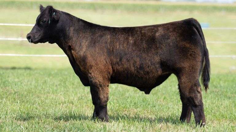 TAG 146 STEER