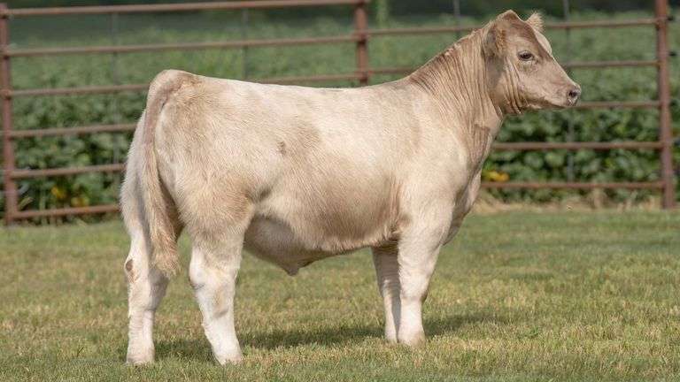 TAG 5 STEER