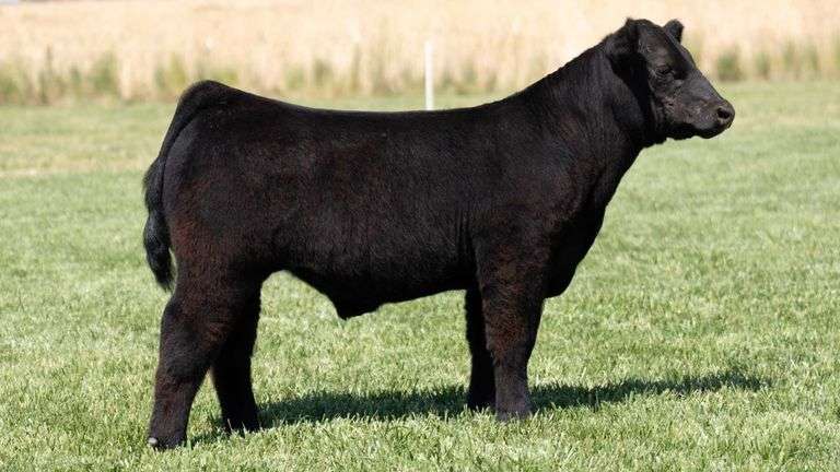 TAG 227 STEER
