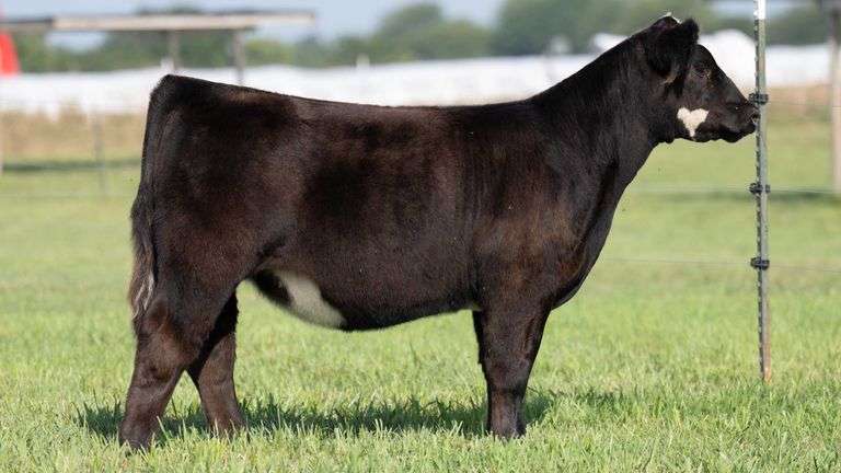 TAG 126 HEIFER
