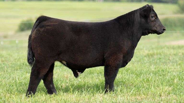TAG 114 STEER