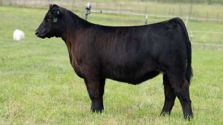TAG 130 HEIFER