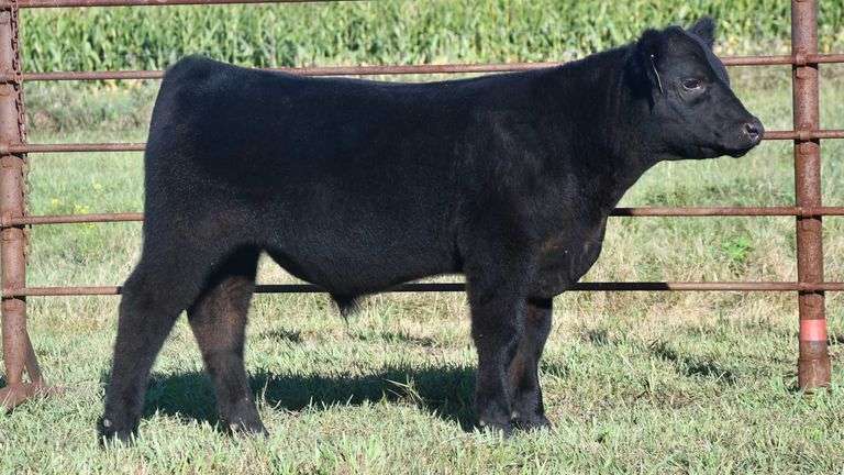 TAG 18 STEER