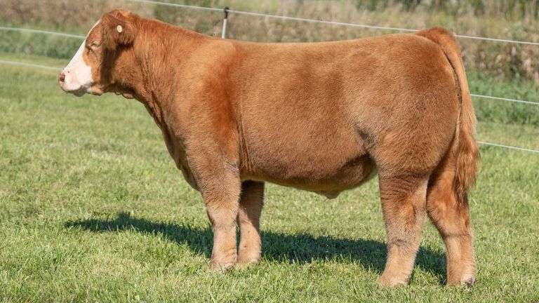 TAG 60 STEER