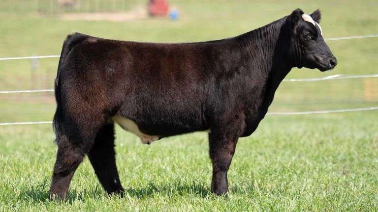 TAG 145 STEER