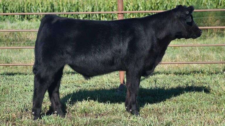 TAG 20 STEER