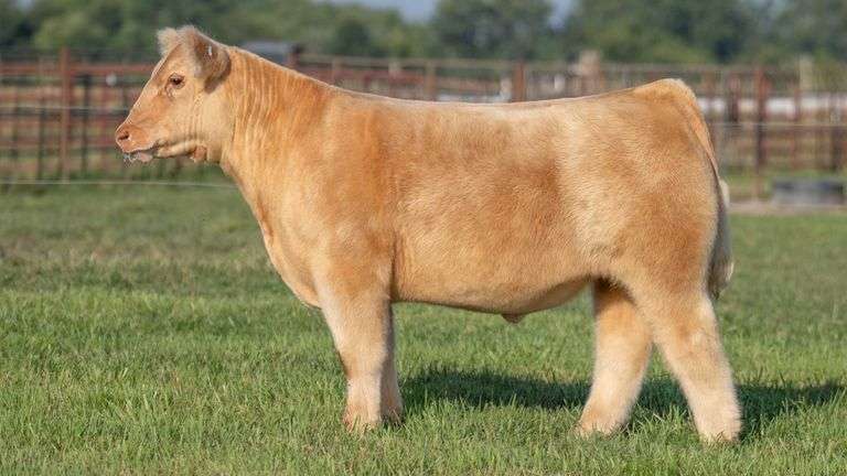 TAG 104 STEER