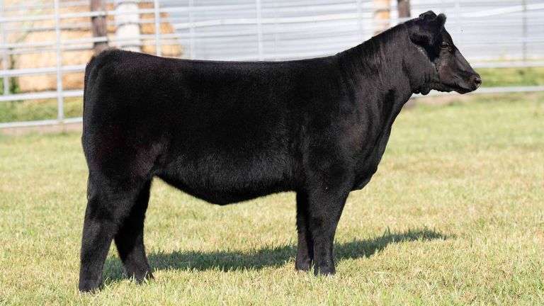 TAG 134 MAINETAINER HEIFER