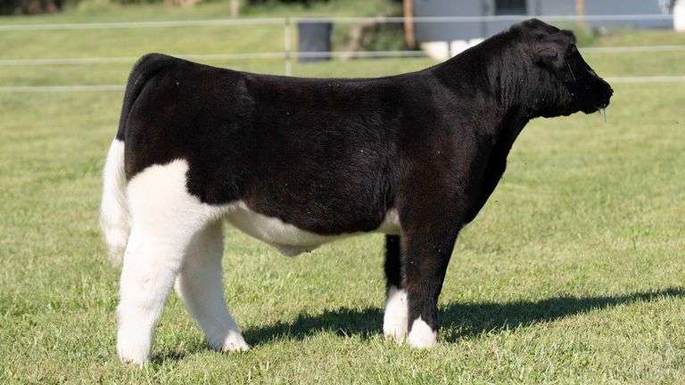 TAG 57 STEER