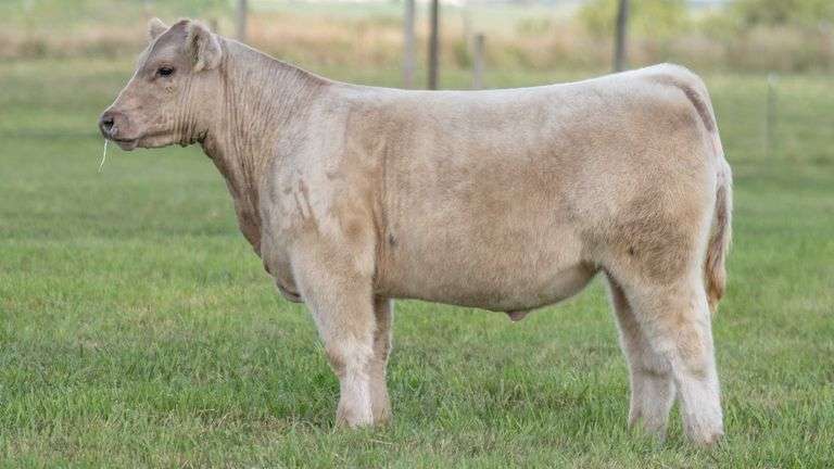 TAG 144 STEER