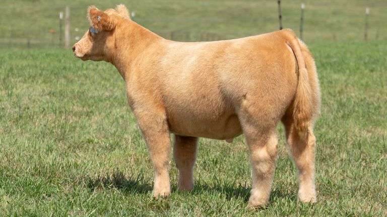TAG 112 STEER