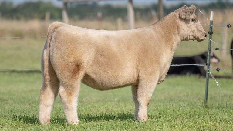 TAG 132 HEIFER