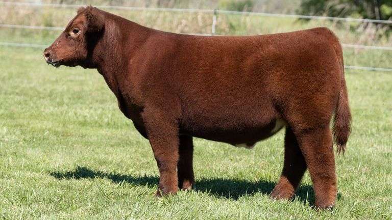 TAG 56 STEER