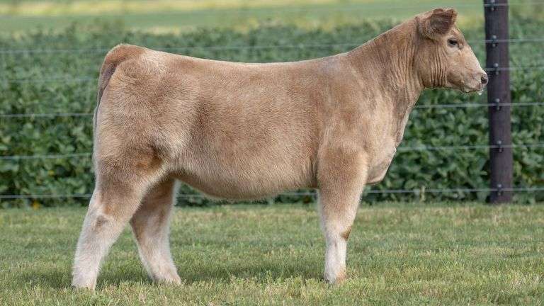 TAG 10 HEIFER