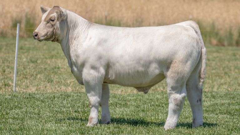 TAG 44 STEER