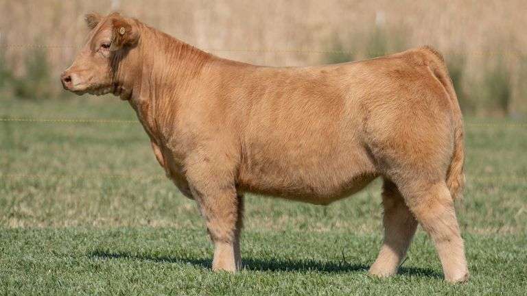 TAG 218 STEER
