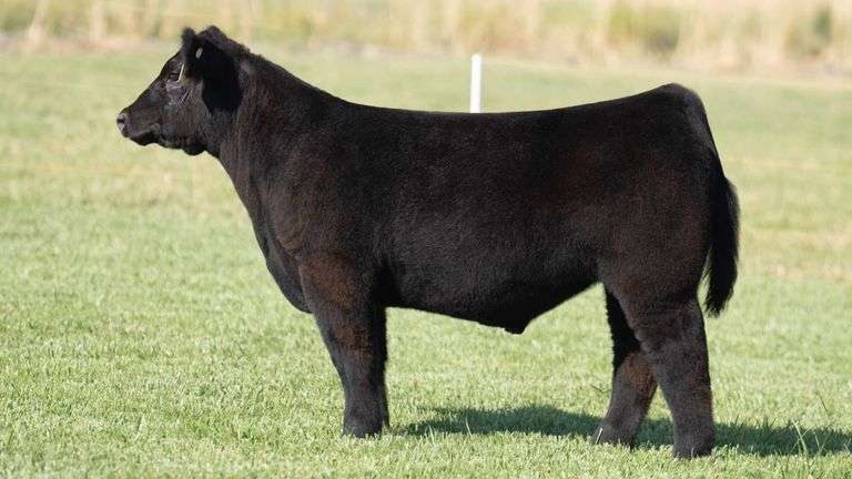 TAG 202 STEER