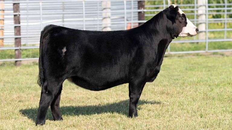 TAG 139 % SIMMENTAL HEIFER