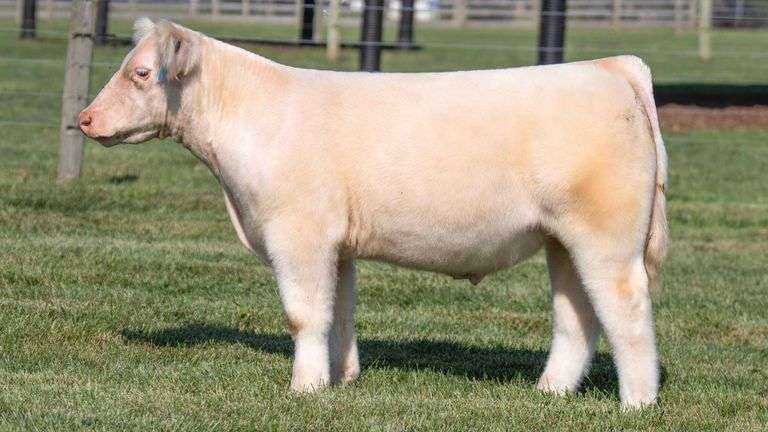 TAG 3 STEER