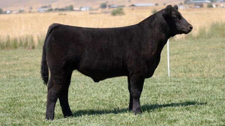 TAG 216 STEER