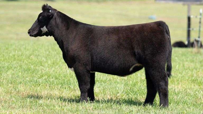 TAG 121 HEIFER