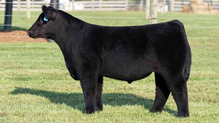 TAG 5 STEER