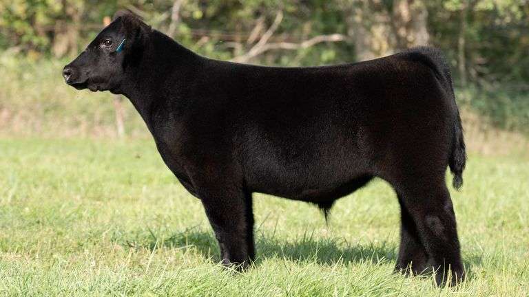 TAG 344 STEER