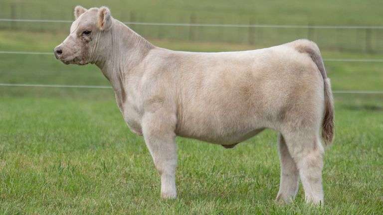 TAG 120 STEER