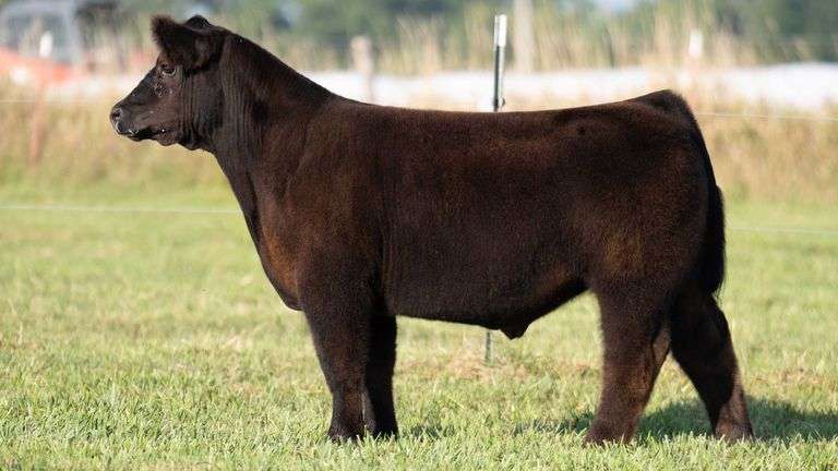 TAG 103 STEER