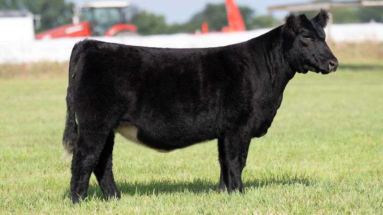 TAG 125 HEIFER