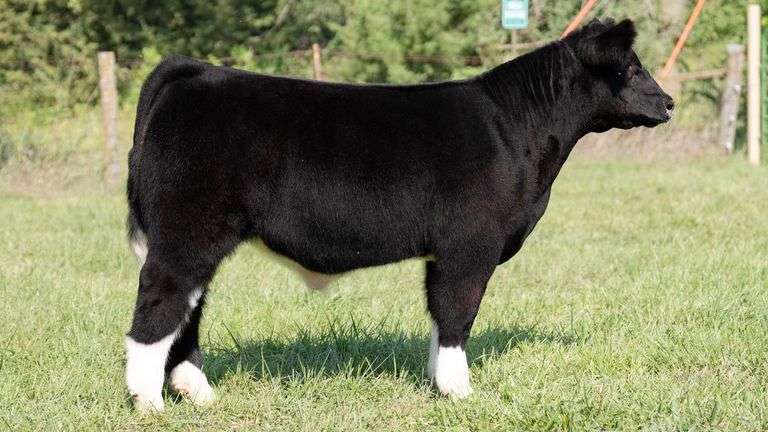 TAG 384 STEER