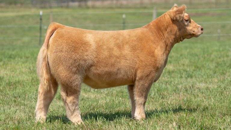 TAG 131 HEIFER