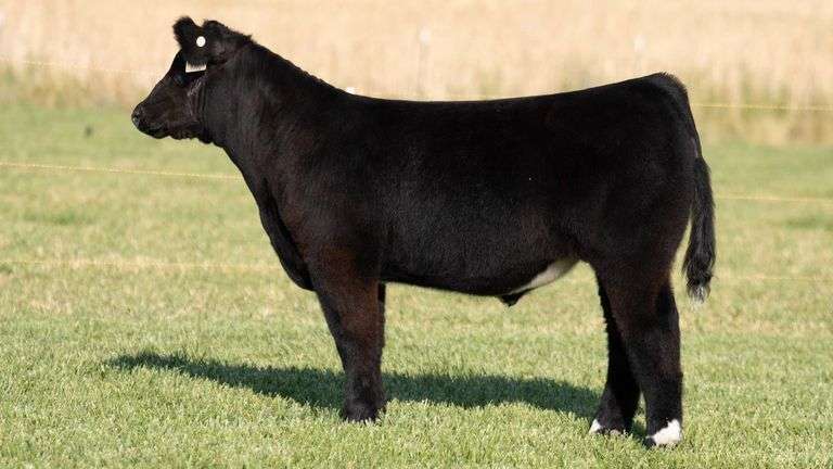 TAG 261 STEER