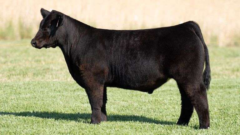 TAG 222 STEER